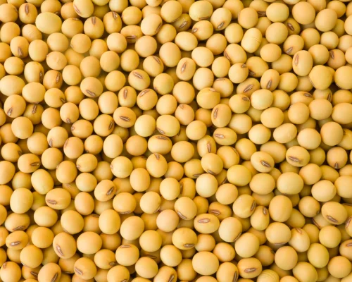 Yellow Beans